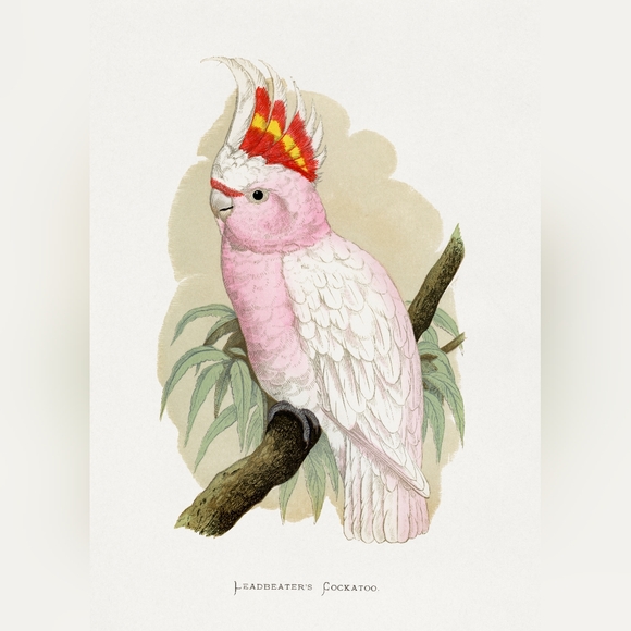 Pink and White Cockatoo Illustration Print - Picture 1 of 1